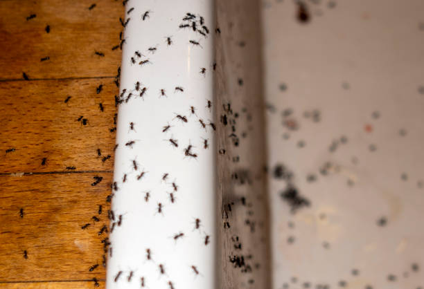 Best Insect Control  in Cascades, VA