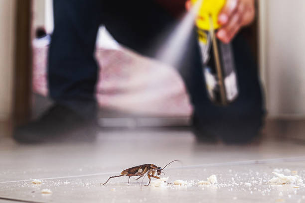 Best Flea Control Services  in Cascades, VA